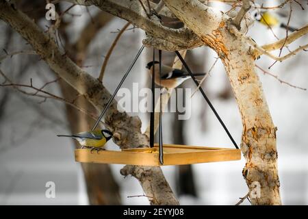 Vogel auf einem Winterfütter. Titmouse frisst Körner. Stockfoto