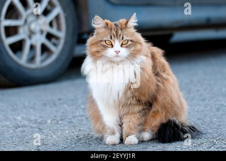 Eine obdachlose Katze sitzt auf der Straße. Fette flauschige Katze ist einsam. Stockfoto