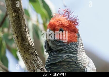 Gang-Gang Cockatoo, Callocephalum fimbriatum, erwachsenes Männchen, das auf einem Ast eines Baumes thront, Ottway Peninsula, Australien, 19. Dezember 2019 Stockfoto