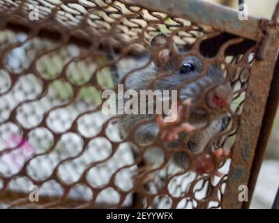 Hausratte in einem metallischen Käfig gefangen Stockfoto