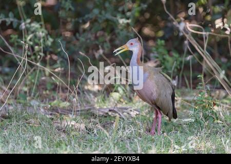 Riesige Holzschiene, Aramides ypecaha, Erwachsene zu Fuß auf kurzer Vegetation, Montevideo, Uruguay Stockfoto