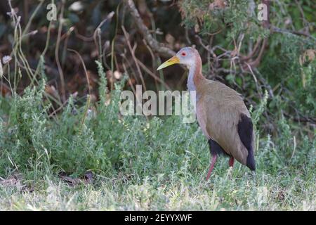 Riesige Holzschiene, Aramides ypecaha, Erwachsene zu Fuß auf kurzer Vegetation, Montevideo, Uruguay Stockfoto