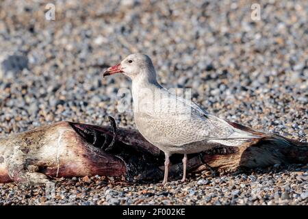 Wassermöwe, Larus hyperboreus, Jungvogel, der sich an grauem Seehund (Halichoerus grypus) ernährt, am Kiesstrand Norfolk, England, Vereinigtes Königreich Stockfoto