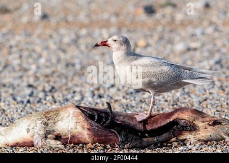 Wassermöwe, Larus hyperboreus, Jungvogel, der sich an grauem Seehund (Halichoerus grypus) ernährt, am Kiesstrand Norfolk, England, Vereinigtes Königreich Stockfoto