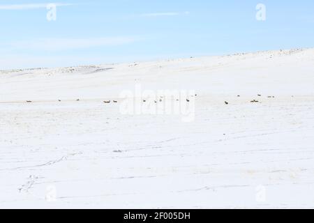 Antilocapra americana (Antilocapra americana) Auf den Colorado Plains von Colorado im Winter Stockfoto