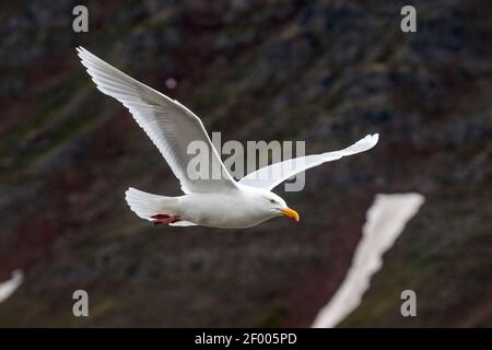 Wassermöwe, Larus hyperboreus, ausgewachsener Vogel im Flug, Isafjordur, Island Stockfoto