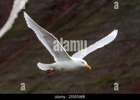 Wassermöwe, Larus hyperboreus, ausgewachsener Vogel im Flug, Isafjordur, Island Stockfoto