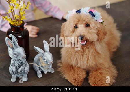 Cute flauschige reinrassige Hund der braunen Farbe sitzt auf Holz Tisch vor der Kamera mit zwei grauen Spielzeugkaninchen Und gelbe Blumen in Vase Stockfoto
