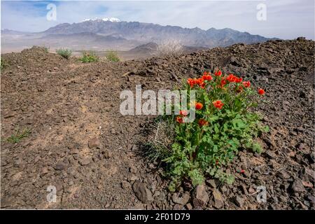 Karkas Gebirge erhebt sich über Wüste in Isfahan Provinz Iran. Dorf Tarq unten. Stockfoto
