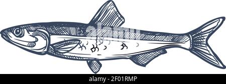 Kleine Fischschwärme Sardelle isoliert Anchoa monochrome Skizze. Vector Europäische Sardelle, Engraulis encrasicolus, Anchoa, Anchoviella, Engraulis oder Stol Stock Vektor