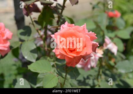 Wunderschöne Blume. Rot, rosa mit oranger Rose, eine Blüte. Rosenblatt in Nahaufnahme. Farbige Rose im Feengarten. Liebe und Romantik im Haus. ed Stockfoto