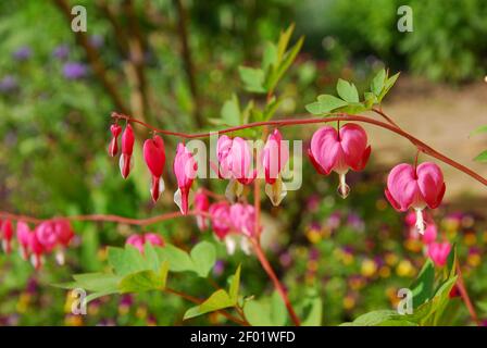 Blutende Herzblume, dicentra spectabilis, Blüte blutendes Herz Stockfoto