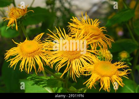 Elektampane, Inula helenium, Inula Blumen, gelbe Blüten, Blüte Elektampane Stockfoto