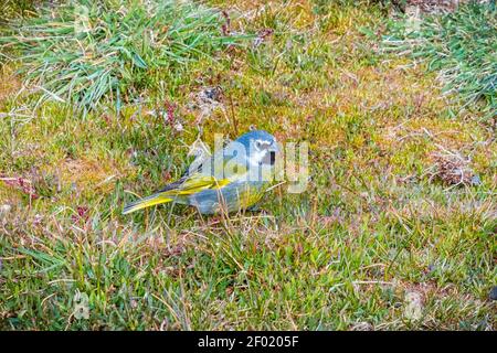 Schwarzkehlfink, Melanodera melanodera. Auch bekannt als Kanarienfink oder White=Bricked Finch, Sea Lion Island, Falkland Islands Stockfoto