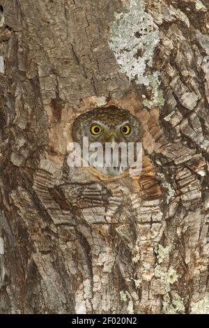 Berg-Zwergeule-Weibchen, Glaucidium gnoma, aus der Nisthöhle schauend. Stockfoto