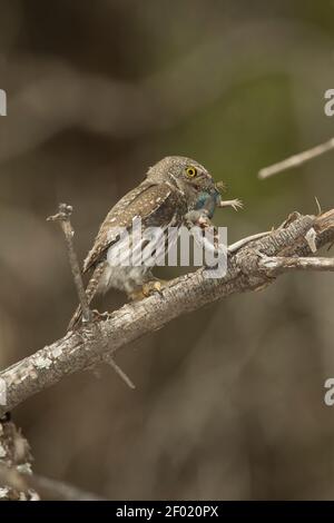 Mountain Pygmy-Owl Männchen, Glaucidium gnoma, mit Yarrow's Spiny Eidechse, Sceloporus jarrovii. Stockfoto