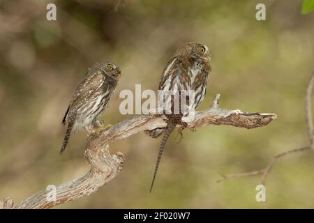 Mountain Pygmy-Owl männlich und weiblich, Glaucidium gnoma, mit Yarrow's Spiny Eidechse, Sceloporus jarrovii. Stockfoto