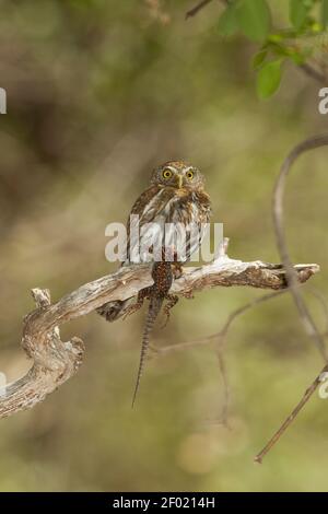 Berg-Pygmäeneule Weibchen, Glaucidium gnoma, mit Yarrow's Spiny Eidechse, Sceloporus jarrovii. Stockfoto