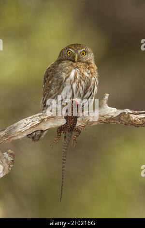 Berg-Pygmäeneule Weibchen, Glaucidium gnoma, mit Yarrow's Spiny Eidechse, Sceloporus jarrovii. Stockfoto