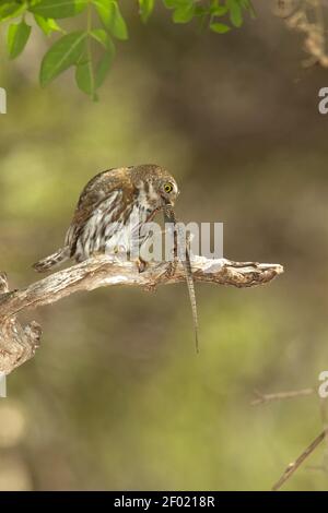 Berg-Pygmäeneule Weibchen, Glaucidium gnoma, mit Yarrow's Spiny Eidechse, Sceloporus jarrovii. Stockfoto