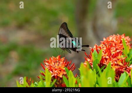 Unglaublich schöner Tag tropischer Schmetterling Papilio maackii bestäubt Blumen. Schwarz-grüner Schmetterling trinkt Nektar aus Blumen Stockfoto