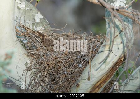 Nördliches Habicht-Weibchen, Accipiter gentilis, brütet im Platanenbaum. Noch im juvenilen Gefieder. Stockfoto