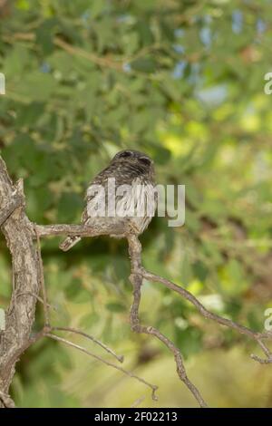 Mountain Pygmy-Owl Männchen, Glaucidium gnoma, zeigt falsche Augenspots auf Hinterkopf. Stockfoto
