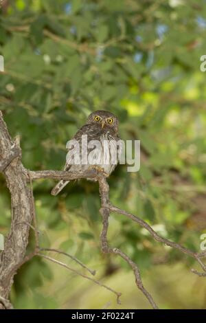 Mountain Pygmy-Owl Männchen, Glaucidium gnoma, in Eiche thront. Stockfoto