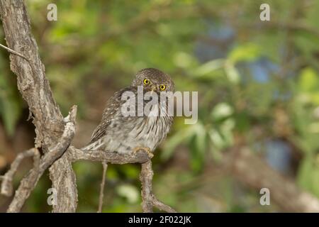 Mountain Pygmy-Owl Männchen, Glaucidium gnoma, in Eiche thront. Stockfoto