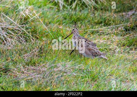 Paar Magellanic Snipes, Gallinago magellanica, Sea Lion Island, auf den Falkland Islands, British Overseas Territory Stockfoto