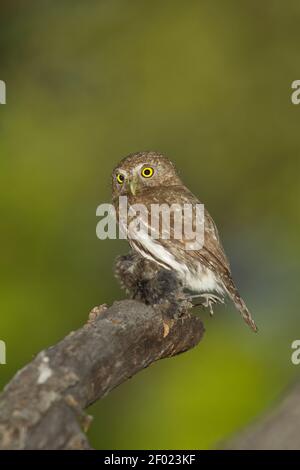 Berg-Zwergeule-Weibchen, Glaucidium gnoma, mit Vogel. Stockfoto
