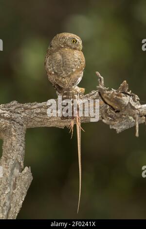 Gebirgskauz-Weibchen, Glaucidium gnoma, mit Whiptail-Eidechse. Stockfoto