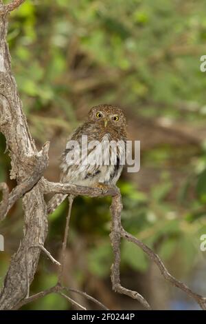 Mountain Pygmy-Owl Männchen, Glaucidium gnoma, in Eiche thront. Stockfoto