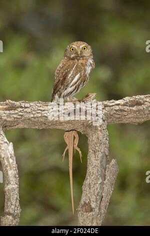 Gebirgskauz-Weibchen, Glaucidium gnoma, mit Whiptail-Eidechse. Stockfoto
