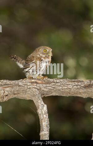 Mountain Pygmy-Owl weiblich, Glaucidium gnoma, thront auf Zweig. Stockfoto