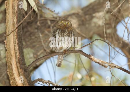 Berg Pygmy-Eule weiblich, Glaucidium gnoma, in Eiche thront. Stockfoto