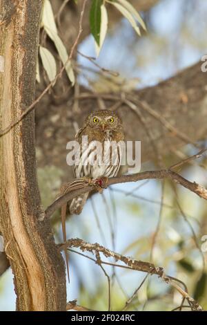 Gebirgskauz-Weibchen, Glaucidium gnoma, mit Whiptail-Eidechse. Stockfoto