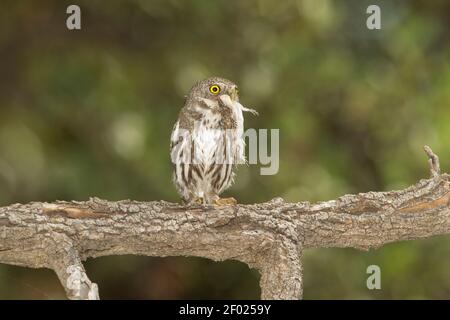 Berg-Zwergeule Männchen, Glaucidium gnoma, mit verzierten Baumechse, Urosaurus ornatus. Stockfoto