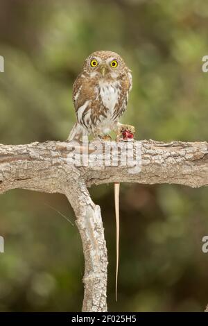 Zwergkauz-Weibchen, Glaucidium gnoma, mit Sonoran Spotted Whiptail Eidechse. Stockfoto