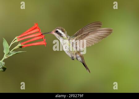 Weißohrige Kolibri Weibchen, Hylocharis leucotis, Fütterung an Bouvardia ternifolia Blume. Stockfoto