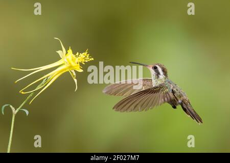 Weißohrige Kolibri Weibchen, Hylocharis leucotis, Fütterung an gelben columbine, Aquilegia chrysantha, Blume. Stockfoto