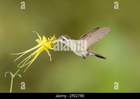 Weißohrige Kolibri Weibchen, Hylocharis leucotis, Fütterung an gelben columbine, Aquilegia chrysantha, Blume. Stockfoto