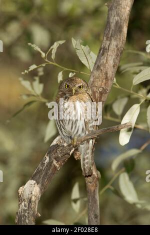 Berg Pygmy-Eule weiblich, Glaucidium gnoma, in Eiche thront. Stockfoto