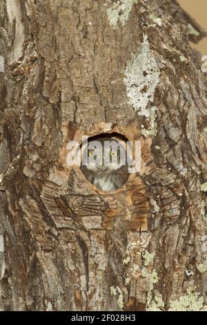 Berg-Zwergeule nistend, Glaucidium gnoma, aus der Nisthöhle schauend. Stockfoto