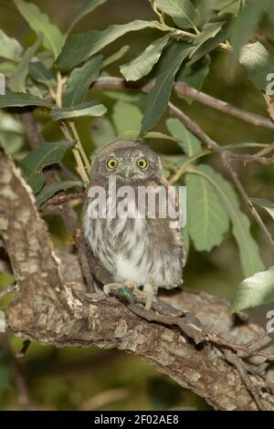 Mountain Pygmy-Owl Jungling, Glaucidium gnoma, kurz nach dem Verlassen der Nisthöhle. Stockfoto