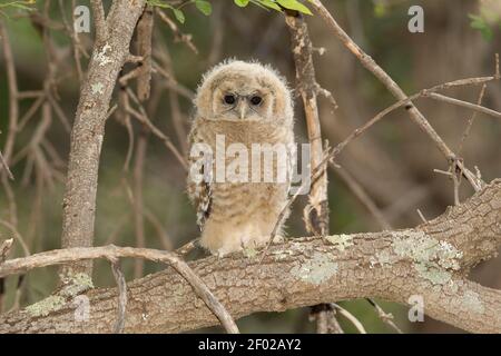 Mexikanischer Fleckkauz Jungling, Strix occidentalis, erster Tag aus dem Nest. Stockfoto