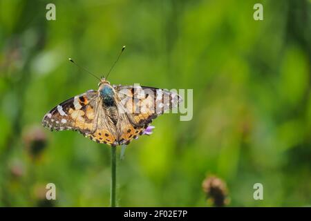 Vanessa cardui ist ein bekannter bunter Schmetterling, bekannt als die gemalte Dame, oder früher in Nordamerika als die kosmopolitische. , ein fesselnde Foto Stockfoto