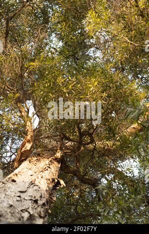 Eine vertikale Aufnahme eines dicken Baumes mit niedrigem Winkel Grüne Blätter während des Tages Stockfoto