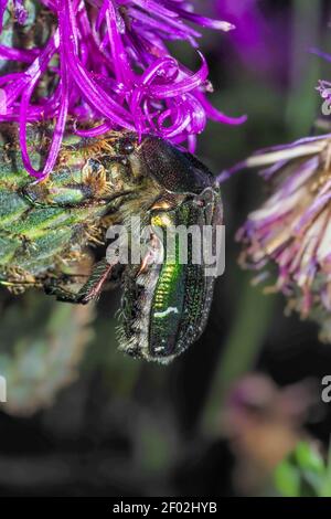 Cetonia aurata, genannt die Rose chafer oder die grüne Rose chafer , ein fesselndes Foto Stockfoto