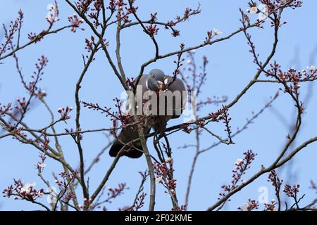 Gewöhnliche Holztaube-Columba palumbus Stockfoto